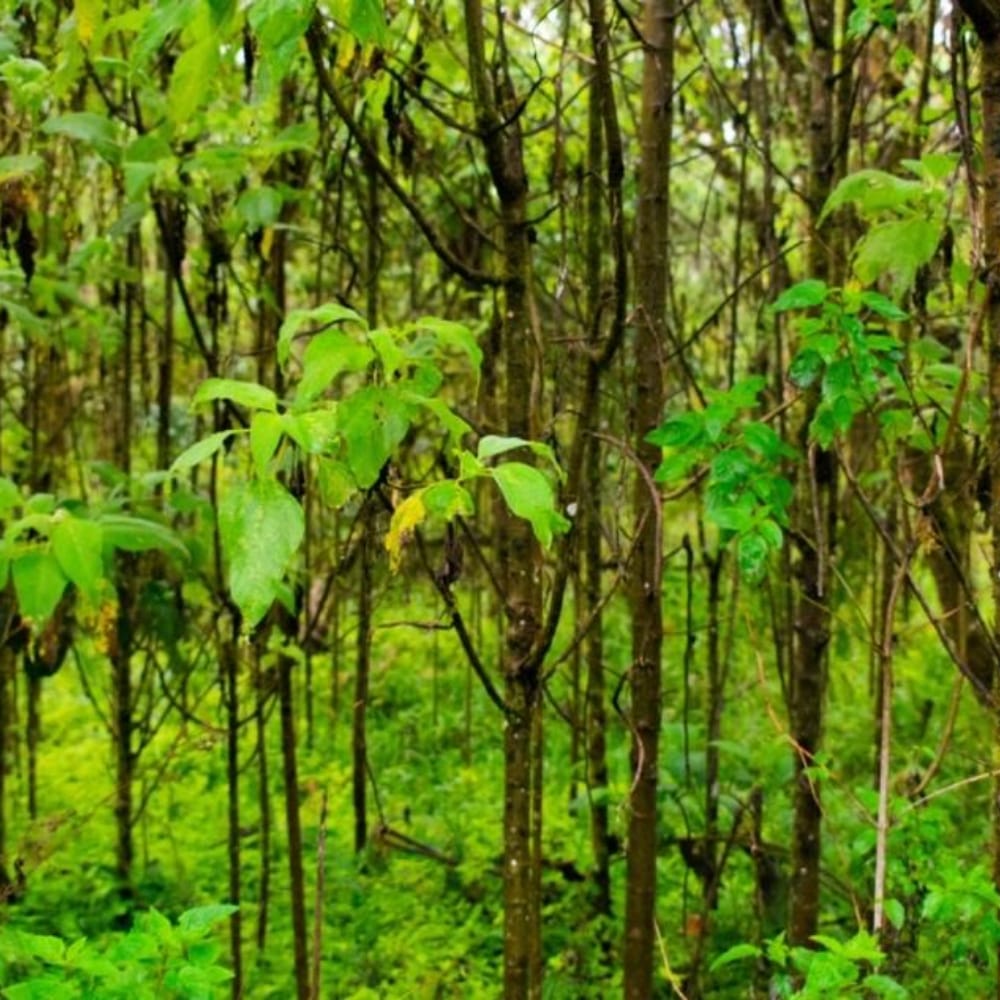 AGAはガラパゴスを守るためにさまざまな活動を行っています