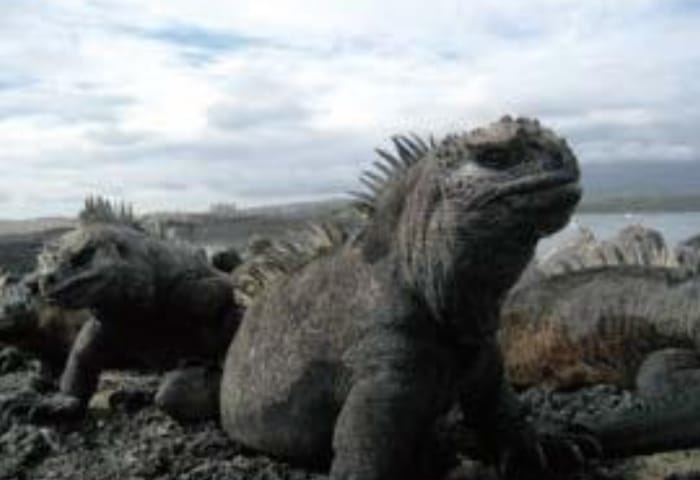 世界のイグアナの中で唯一海に潜る「ウミイグアナ」(フェルナンディナ島にて波形克則撮影)。
