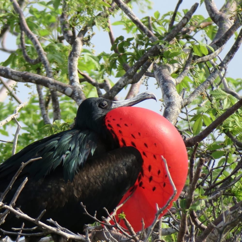 AGAはガラパゴスを守るためにさまざまな活動を行っています