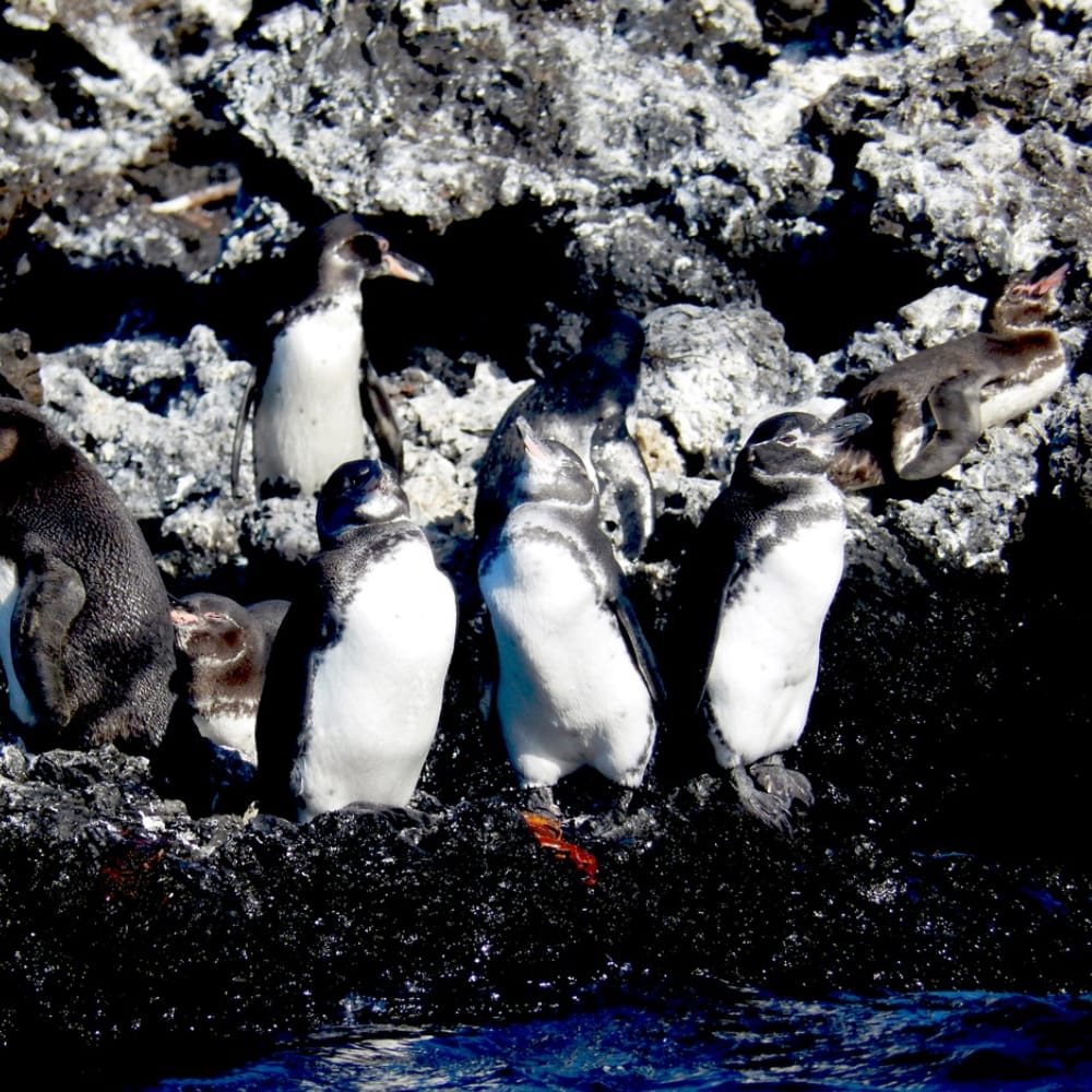 唯一無二の美しい島、ガラパゴス