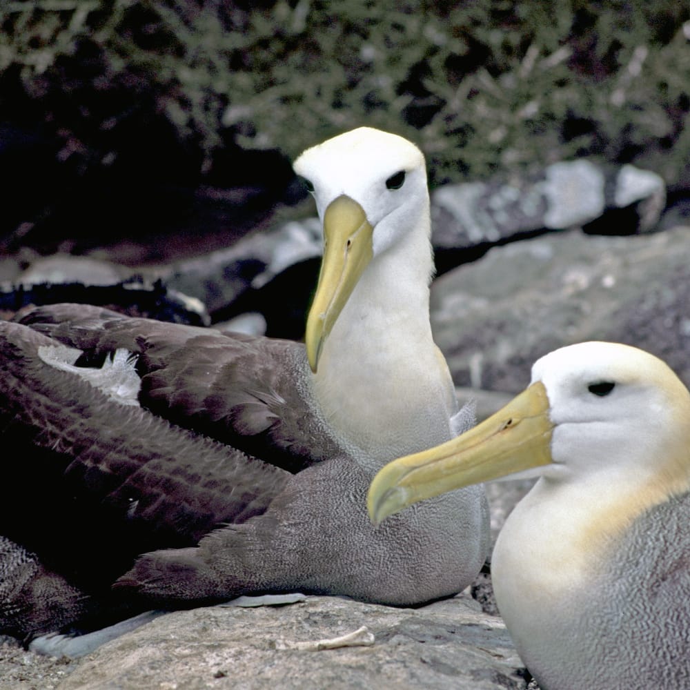 AGAはガラパゴスを守るためにさまざまな活動を行っています