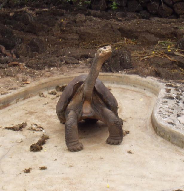 ロンサム・ジョージ ロンサム・ジョージ