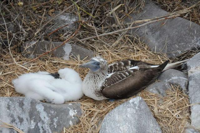 ガラパゴスアオアシカツオドリ ガラパゴスアオアシカツオドリ
