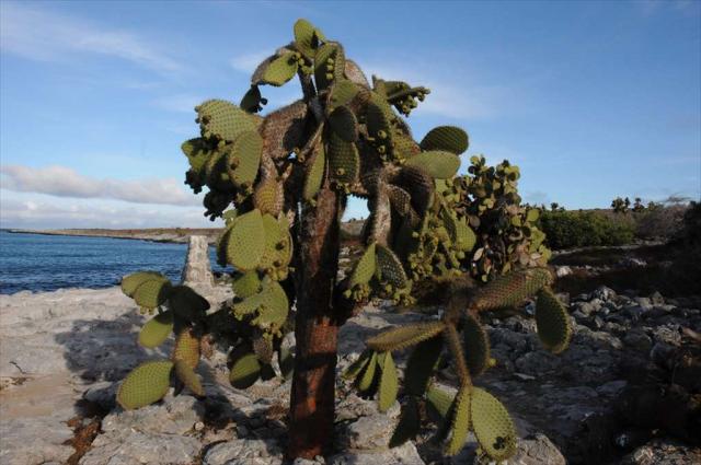 ウチワサボテン ウチワサボテン