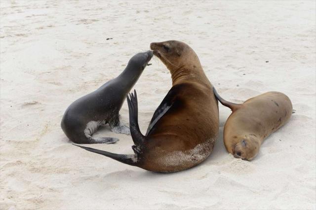 ガラパゴスアシカ ガラパゴスアシカ