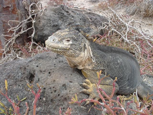 ガラパゴスリクイグアナ ガラパゴスリクイグアナ