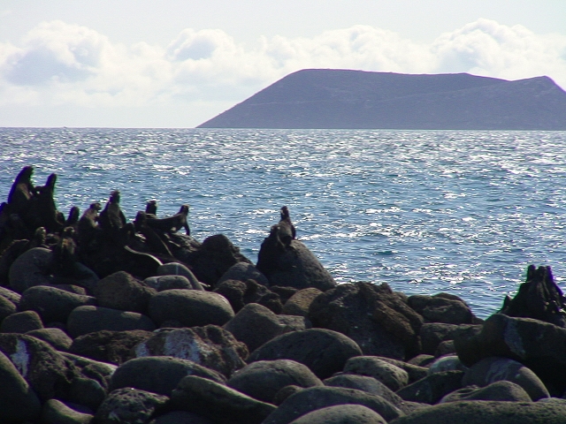 ダフネ島を見るウミイグアナ ダフネ島を見るウミイグアナ