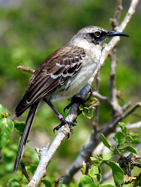 ガラパゴスマネシツグミ ガラパゴスマネシツグミ