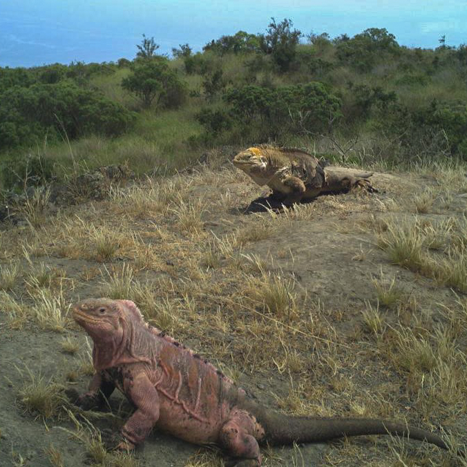 生息現地で撮影されたピンクイグアナの様子 生息現地で撮影されたピンクイグアナの様子