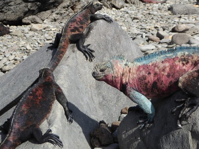 ガラパゴス写真パネル展&講演会のお知らせ ガラパゴス写真パネル展&講演会のお知らせ