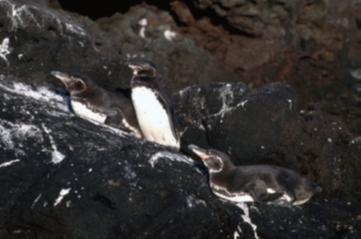 ガラパゴスペンギンの家族
